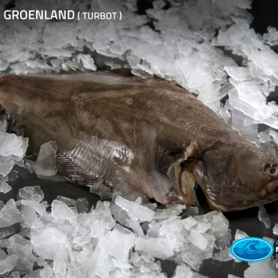 01_turbot_groenland